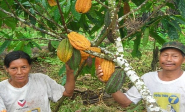 エクアドルの生産者とアリバカカオの木